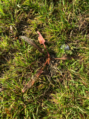 (c) Cara-Lisa Schloots, some rights reserved (CC BY) Rumex flexuosus, photograph (c) Cara-Lisa Schloots, some rights reserved (CC BY)