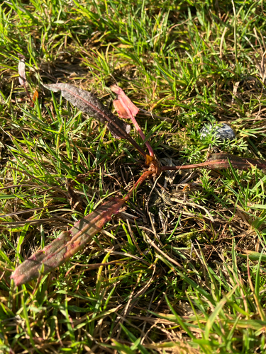 Rumex flexuosus