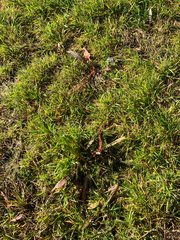 (c) Cara-Lisa Schloots, some rights reserved (CC BY) Rumex flexuosus, photograph (c) Cara-Lisa Schloots, some rights reserved (CC BY)