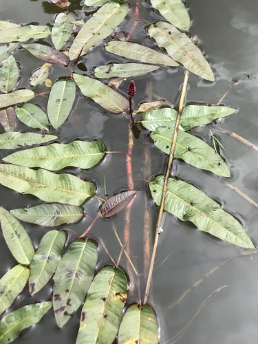 water smartweed