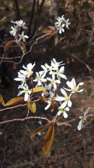 Amelanchier × lamarckii