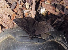 Erynnis brizo