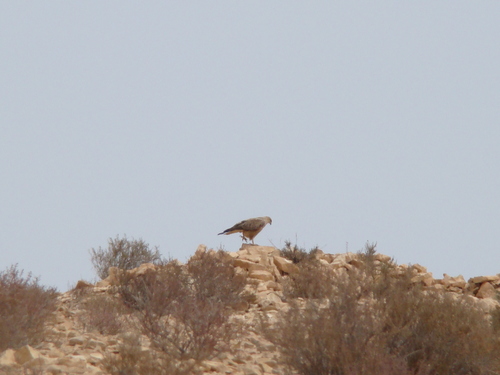 Atlas Long-legged Buzzard