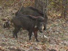 Sus scrofa cristatus