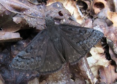 Erynnis brizo