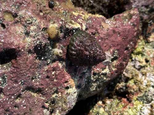 Tegula pfeifferi observed 2026-05-17