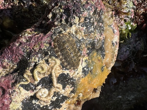 Lepidozona coreanica, 2026-05-17