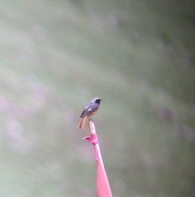 Hodgson's Redstart (Phoenicurus hodgsoni), photo 9