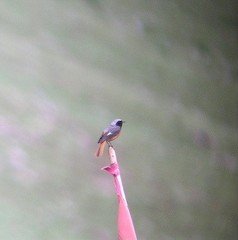 Phoenicurus hodgsoni