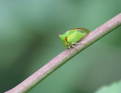 Stictocephala militaris