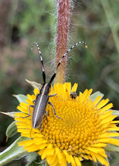Agapanthia suturalis