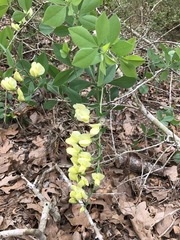 Baptisia bracteata