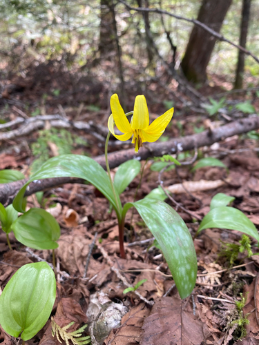 yellow trout lily