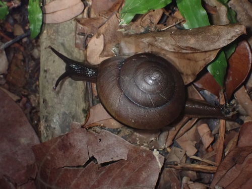 Nanina humphreysiana, 2026-05-09