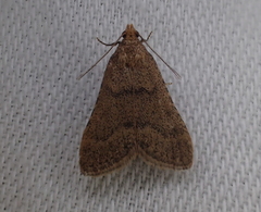 Bostra obsoletalis