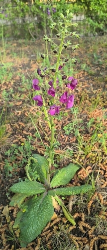 Purple mullein (Verbascum phoeniceum)