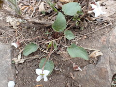 Viola hancockii