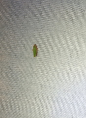 Draeculacephala soluta