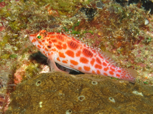 Pixy Hawkfish