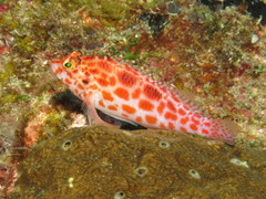 Coral Hawkfish photo 5