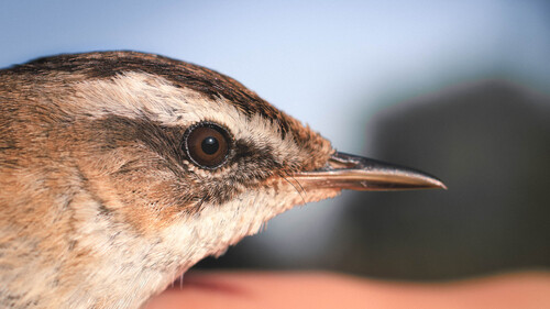 Moustached Warbler (Acrocephalus melanopogon), photo 9