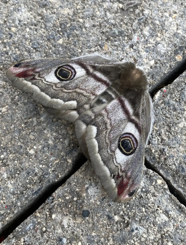 Small Emperor Moth