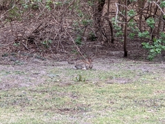 Oryctolagus cuniculus cuniculus