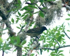 Platyspiza crassirostris