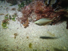 Parequula melbournensis