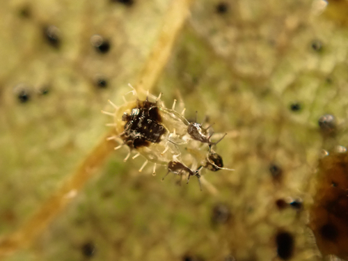 Cysteochila observed 2026-05-04