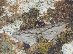 Eupithecia phoeniceata
