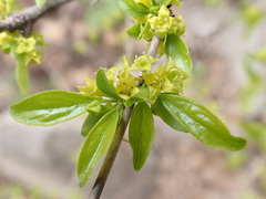 Rhamnus bungeana