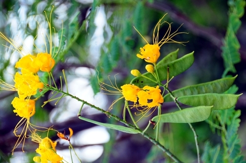 Caesalpinia pulcherrima observed 2008-11-19