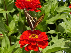 Heraclides thoas brasiliensis