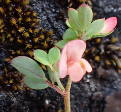 Acmispon parviflorus