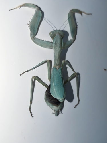 Wide-armed Mantis
