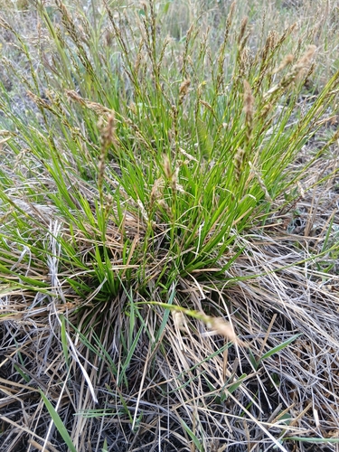 Carex pediformis, photograph 6