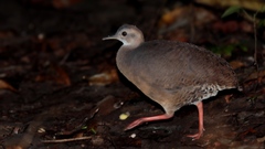 Crypturellus cinnamomeus