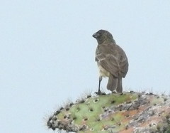 Platyspiza crassirostris