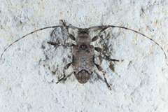 Sternidius mimeticus