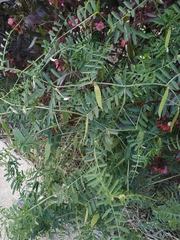 Vicia peregrina