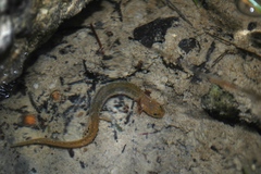Eurycea neotenes