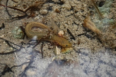 Eurycea neotenes