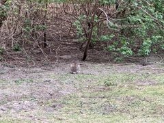 Oryctolagus cuniculus cuniculus