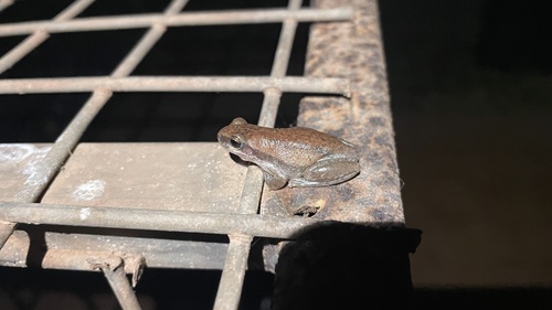 Desert Tree Frog