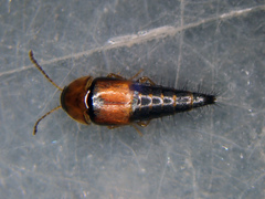 Tachyporus dispar