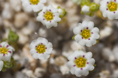 Linanthus maculatus