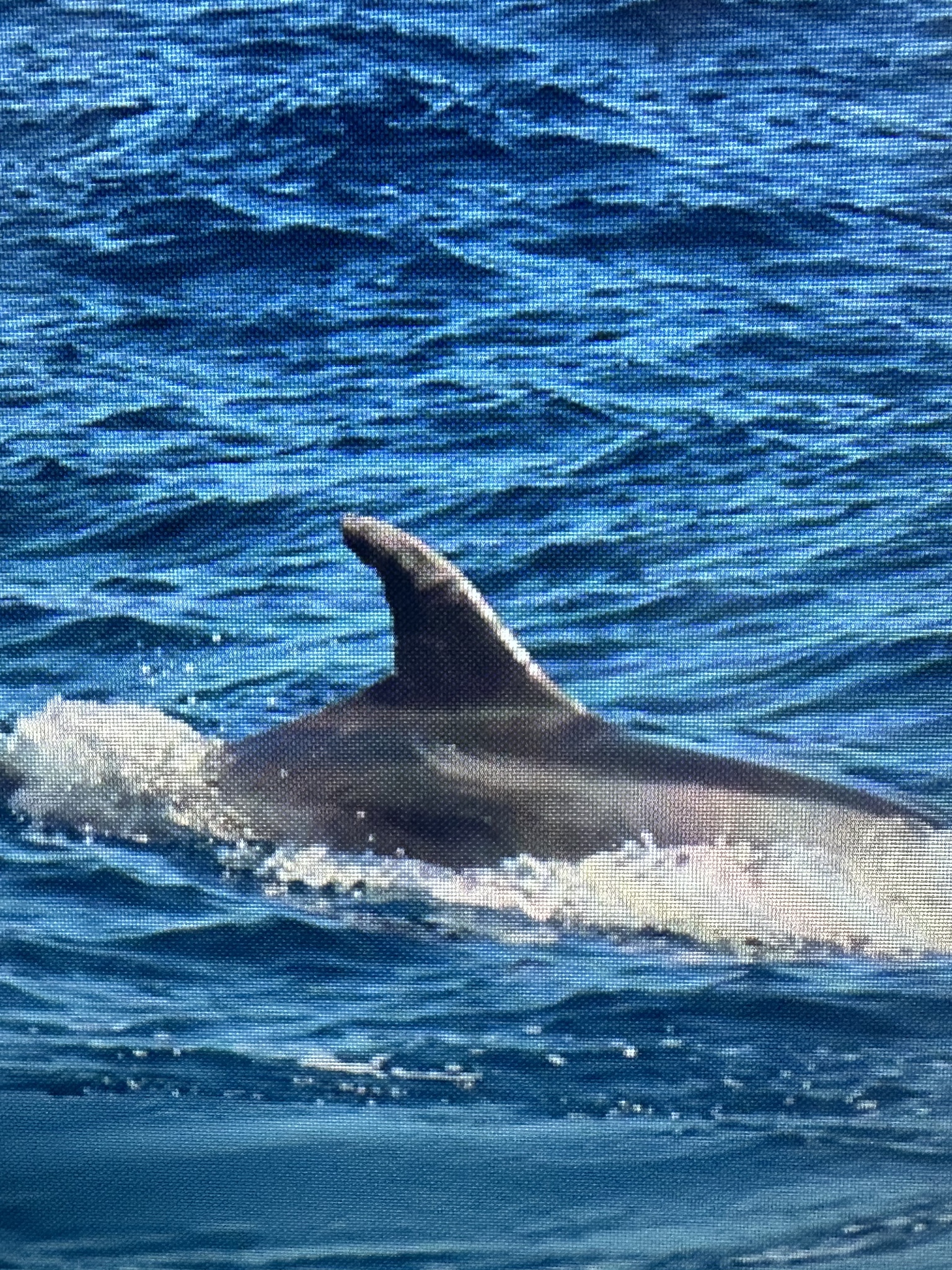 Tursiops truncatus