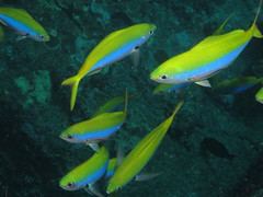 Caesio xanthonota