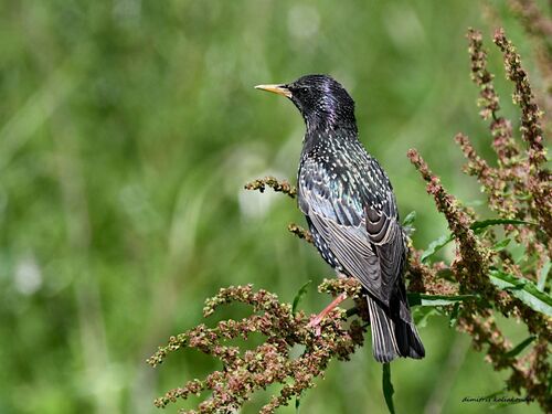 European Starling